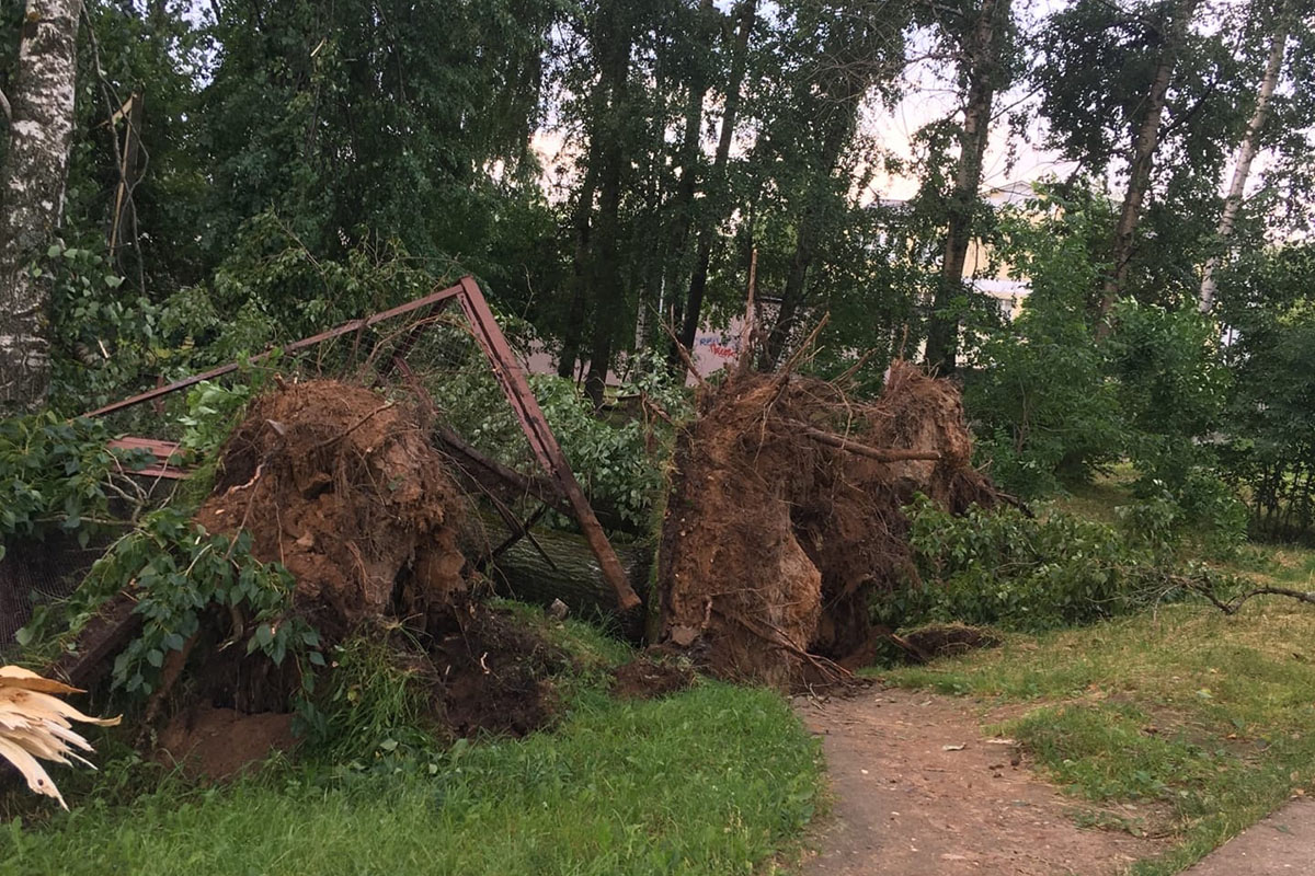 Корни дол. Поваленное дерево. Парк в Конаково Тверская область. Сильный ветер. Красновидово повалило деревья 2016.