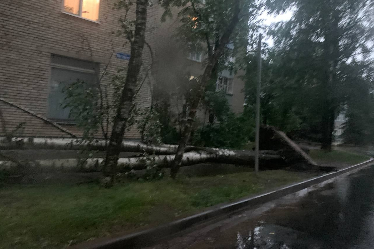 В Тверской области ветер валил деревья на дома и дороги | Твериград