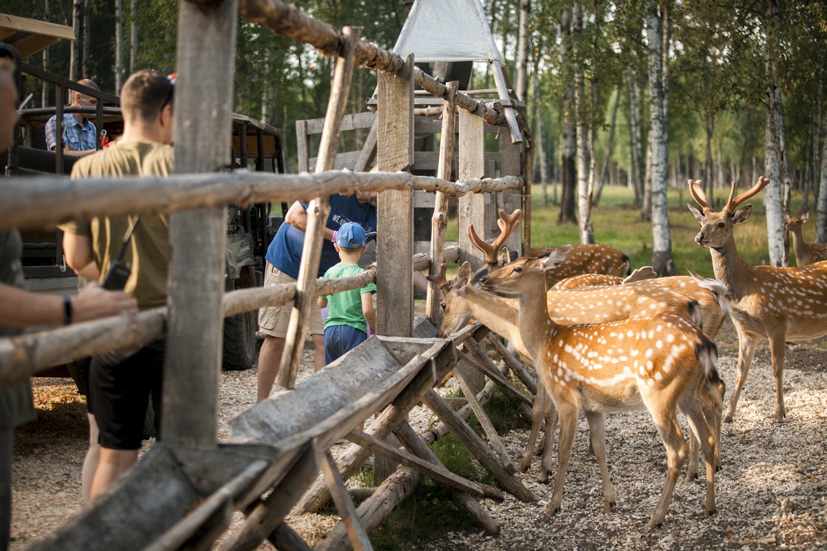 экскурсия к оленям