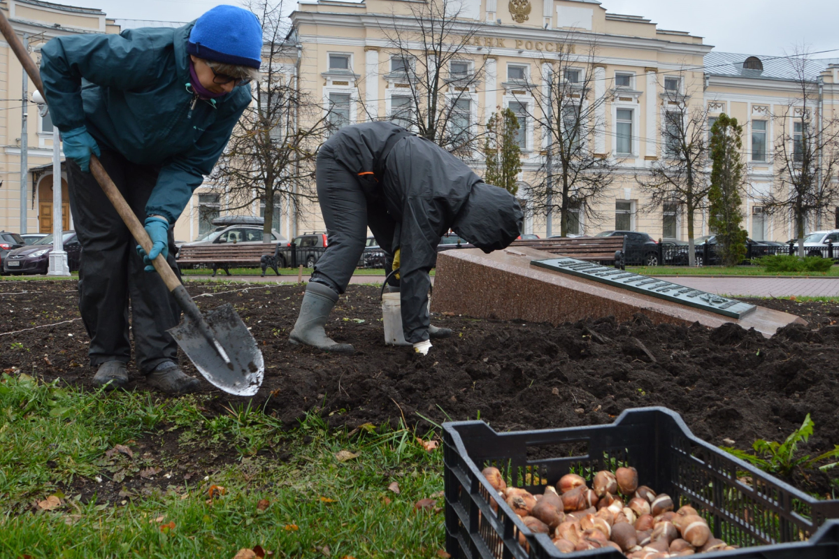 Ягоды после пересадки перебаливают. Вновь посадить. Вновь посадить. Молодой кедрач. Вновь посадить.