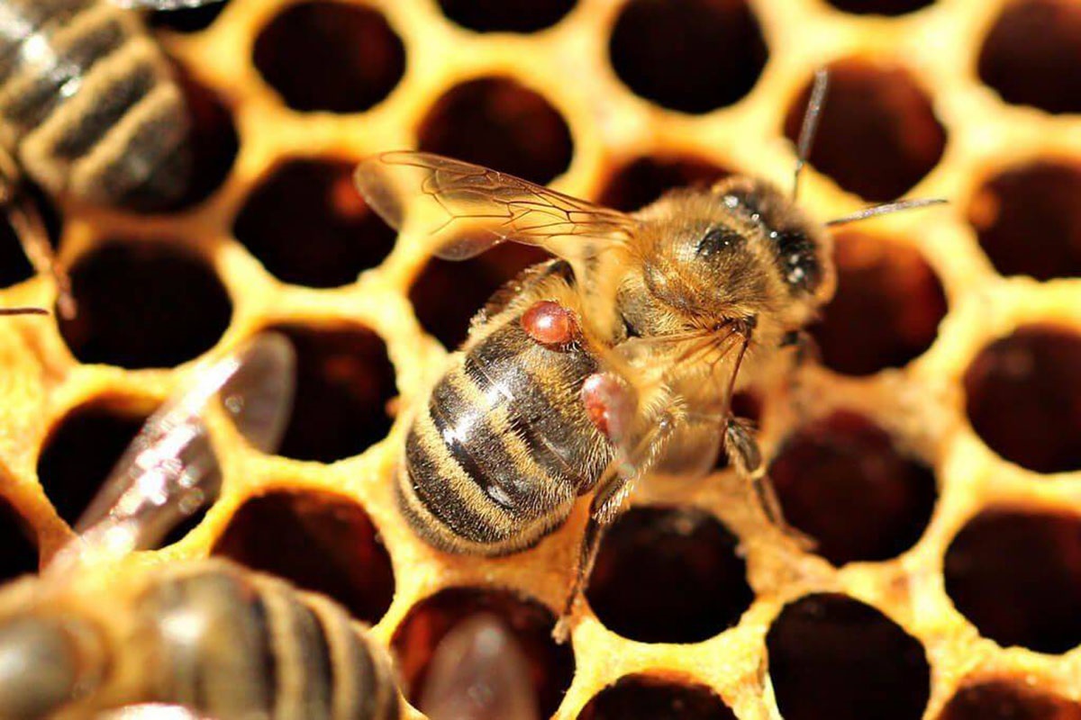 Клещ пчелиный варроатоз