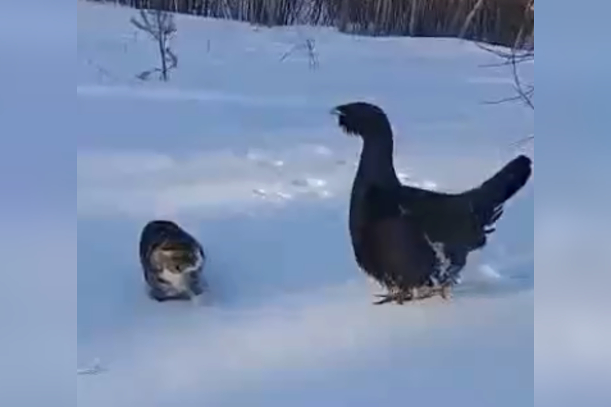 В Тверской области на видео сняли охоту глухаря на кота | Твериград