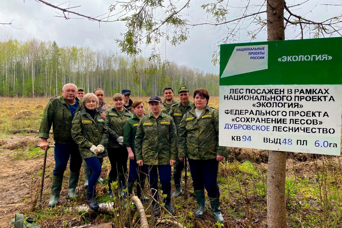 В Тверской области высадили ещё 131 тысячу сеянцев ели и сосны | Твериград