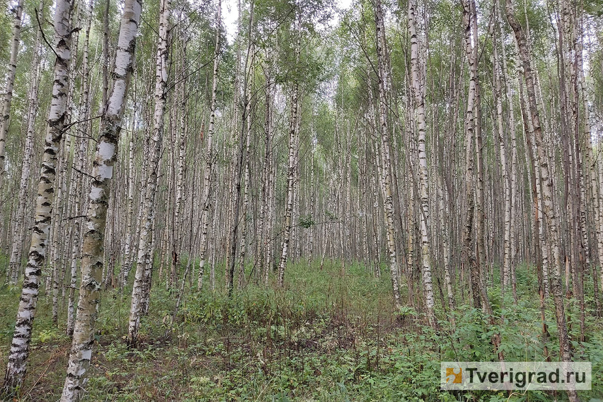 В апреле поисковики Тверской области нашли живыми 50 пропавших человек |  Твериград