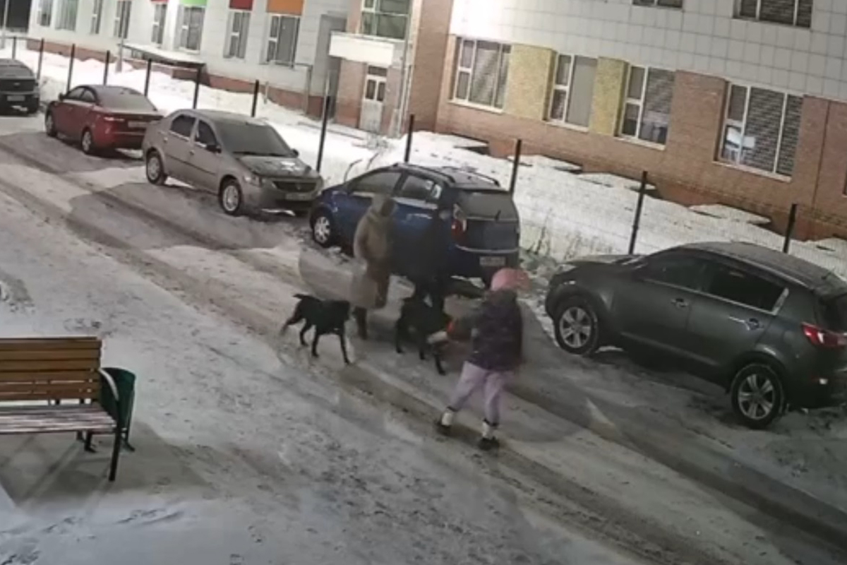 В Твери объявили войну хозяйке собак, растерзавших шпица на глазах у детей  | Твериград