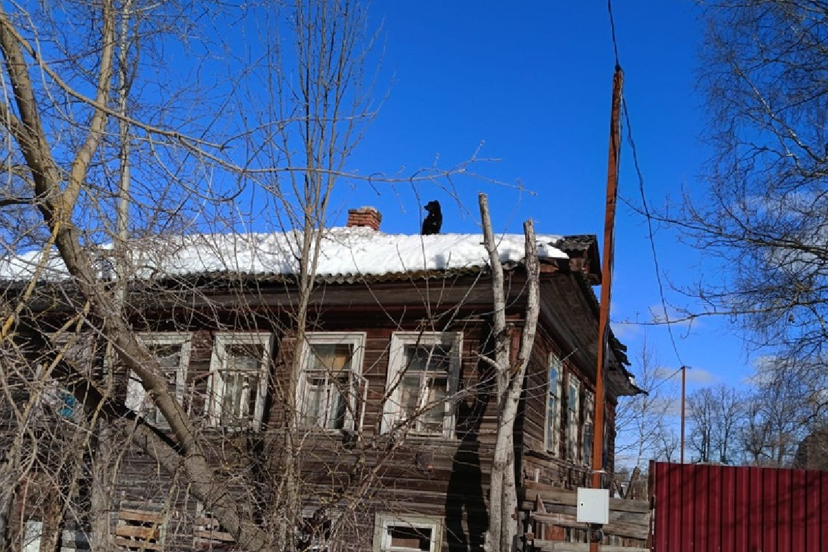 В Тверской области с крыши эвакуировали собак | Твериград