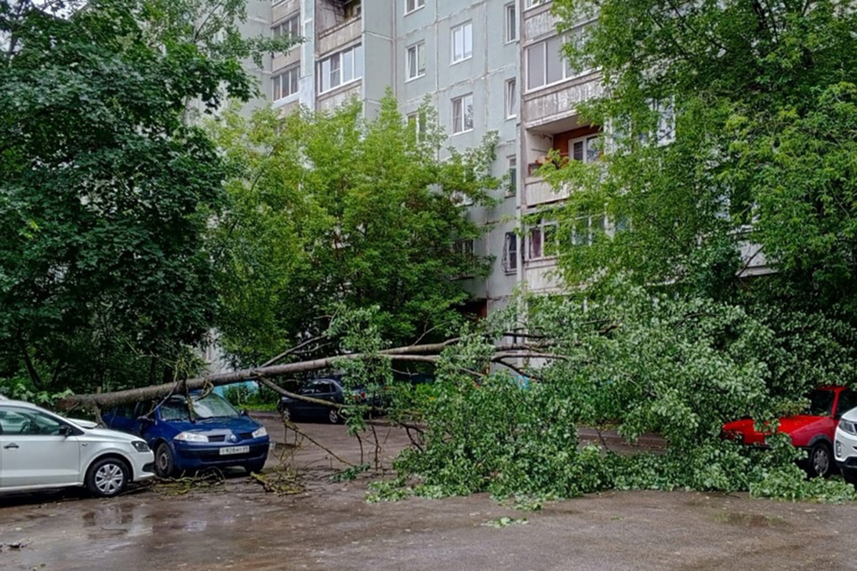 Во дворе жилого дома в Твери дерево упало на машины | Твериград