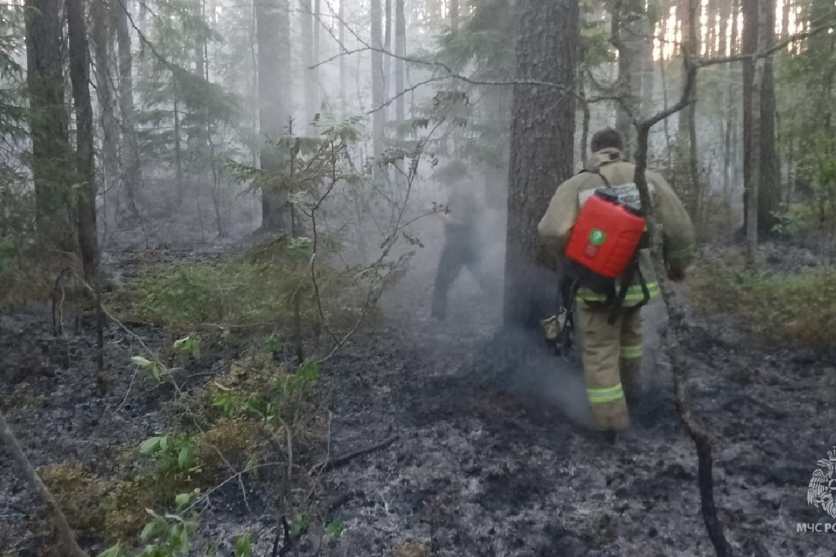 В Тверской области победили ещё один лесной пожар | Твериград