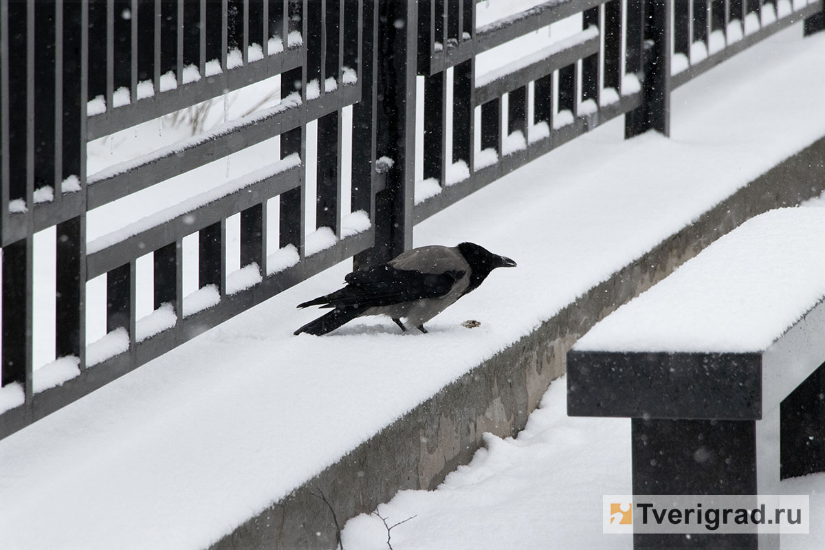 снегопад (3)