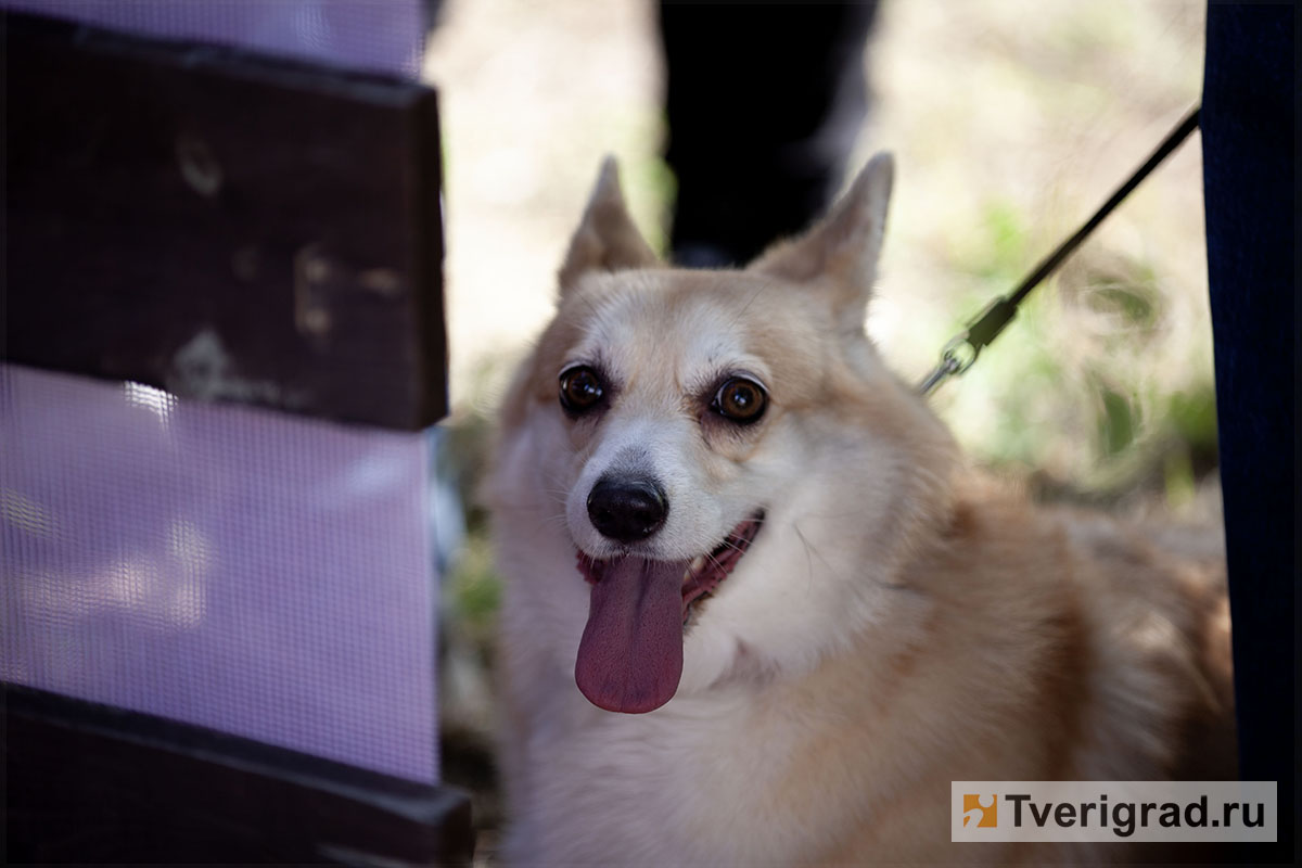 гастрофестиваль верхневолжье (17)