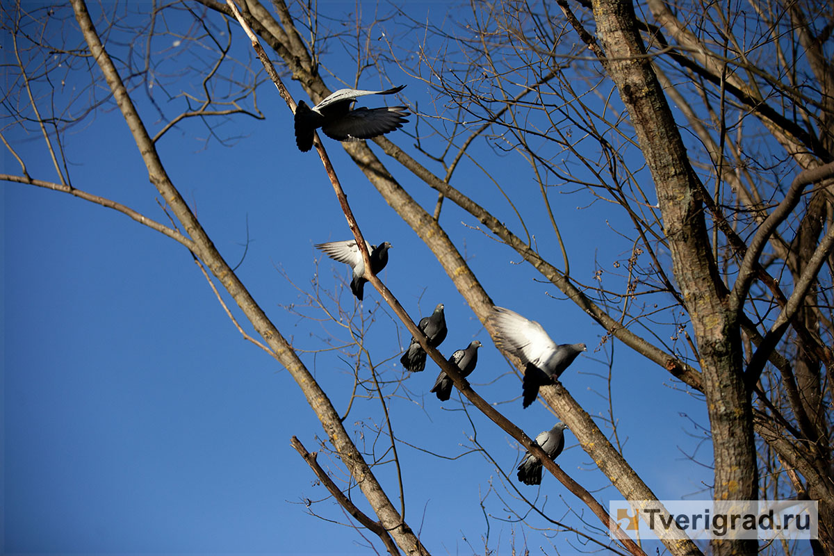 бесснежная зима осень весна (14)