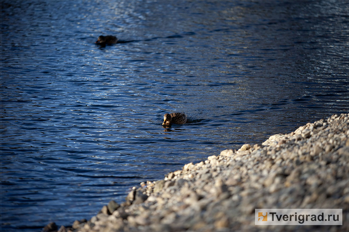 бесснежная зима осень весна (15)