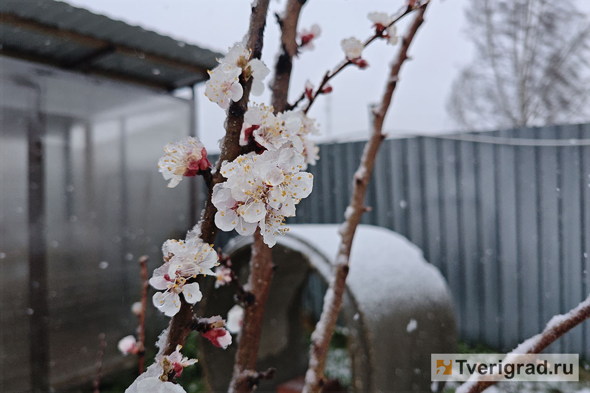 весна снегопад (1)