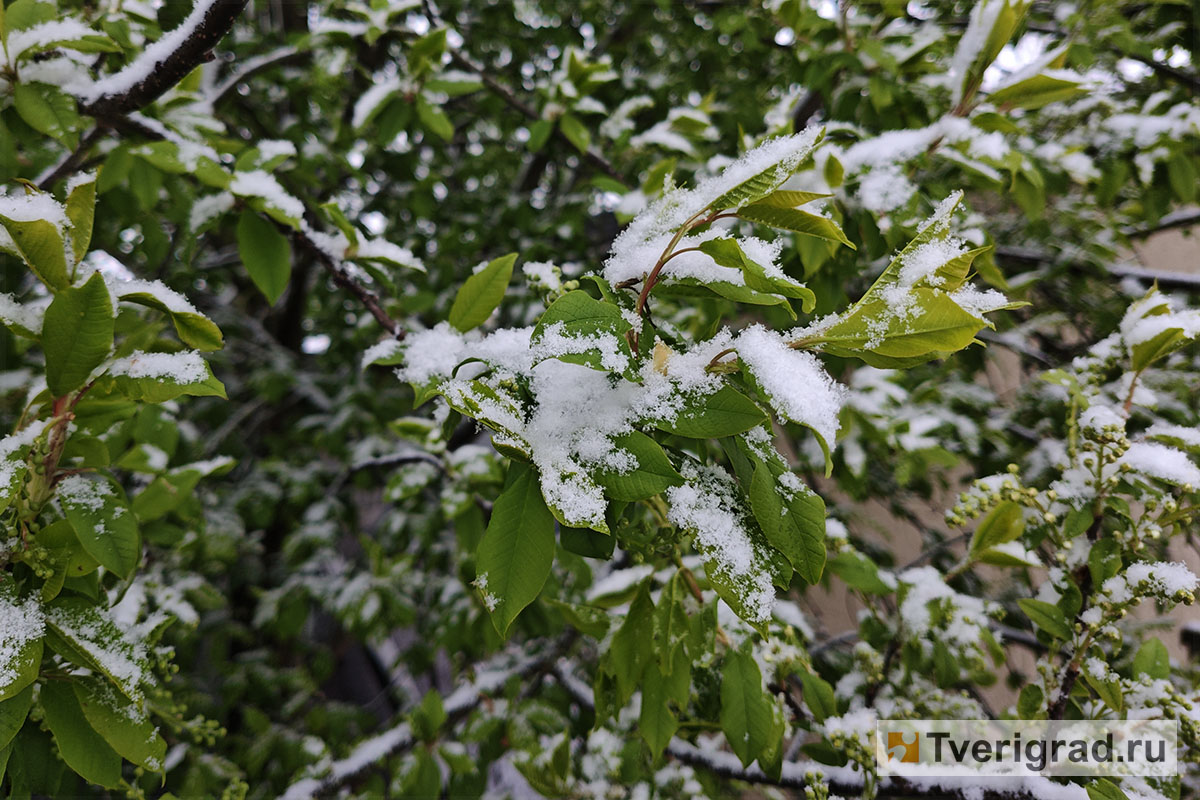 весна снегопад (2)